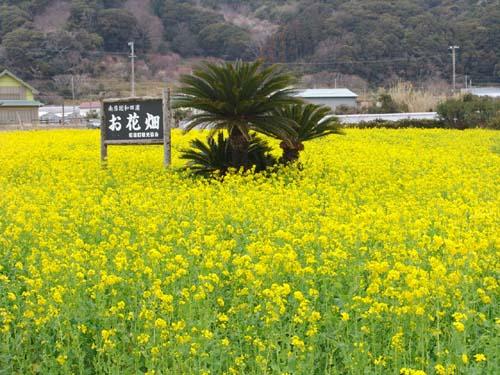 Other. Apartment back of the flower garden