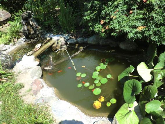 Local appearance photo. pond