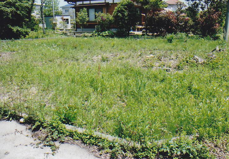 Garden. South side of the large garden