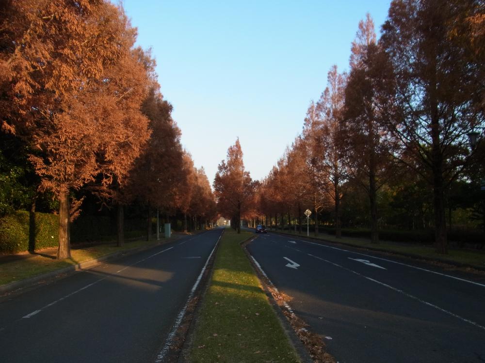 Other. Kiminomori Street trees of zelkova will delight the season