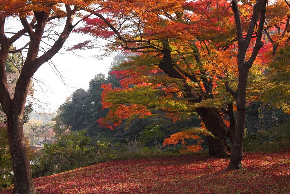 park. Autumn leaves in the fall you can enjoy in the 1140m Sakura ruins of a castle park to Sakura castle park.