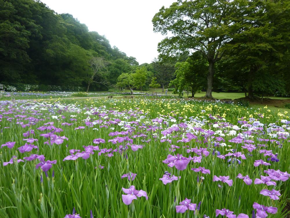 park. You will feel the spring, summer, fall and winter in the 1140m Sakura ruins of a castle park to Sakura castle park.