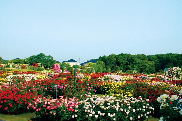 Other Environmental Photo. 1000m to Keisei Rose Garden