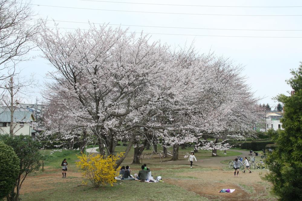 Other. Forest of the south side adjacent citizens