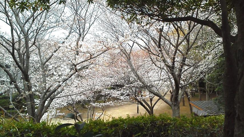 Other. Kayada first green space of cherry tree (about 160m) (3 May 2013) Shooting