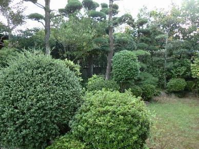 Garden. Landscaped