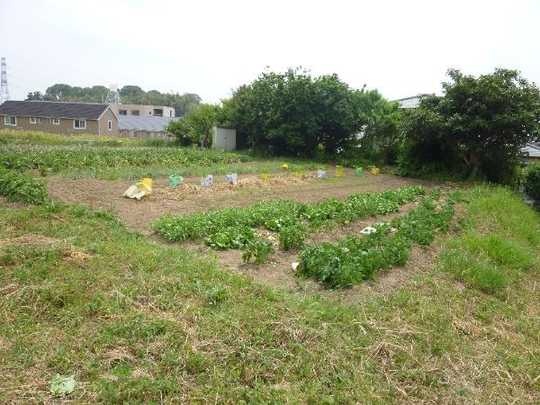 Local land photo. appearance