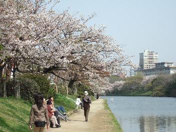 park. It is famous as a park of flowers that decorate the 800m four seasons to Maizuru Park