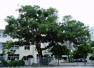 Primary school. Municipal Minoshima up to elementary school (elementary school) 130m