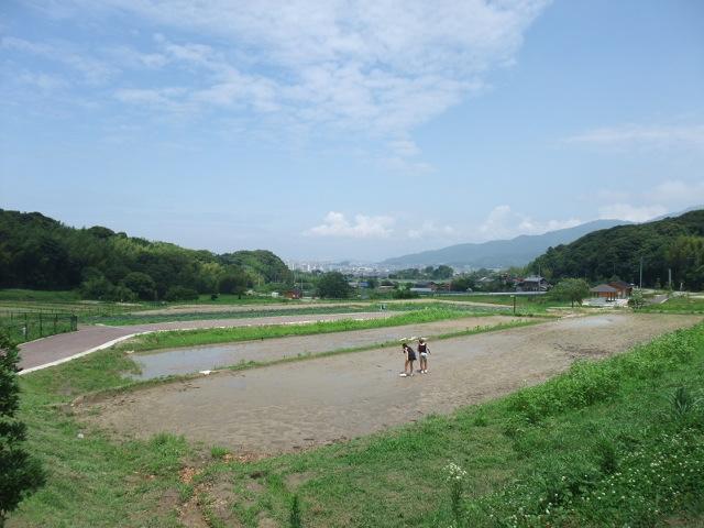 park. 1200m to the village park of Kin  ⇒ in the park there is a allotment, Guests can enjoy a growing vegetables. Also, There is also an orchard, harvest ・ Also it offers programs that you can experience the processing.