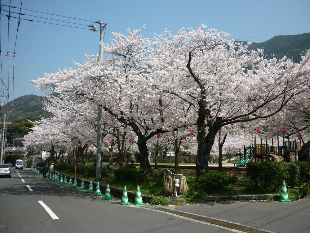 park. To 1300m spring to Adachi Park, Cherry blossoms are recommended for each day of the walk course to the famous Adachi park in full bloom. . .