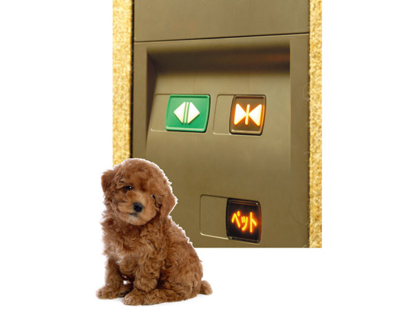 Pet.  [Pets Allowed] Small dog ・ You can charm you the peaceful living together with the cat. Such as installing a pet display button in the elevator, It also considered the other residents. (An example of photo frog pet, Same specifications) ※ In the breeding, There are certain rules by the management contract.