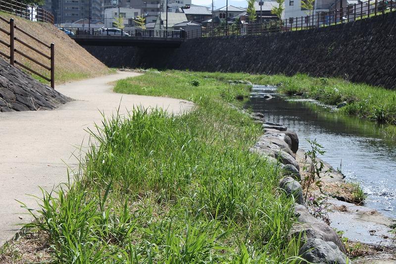 Other Environmental Photo. Itabitsu River next to boardwalk