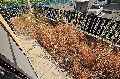 Balcony. Because there is a dedicated garden, You will like this feeling Failure to care