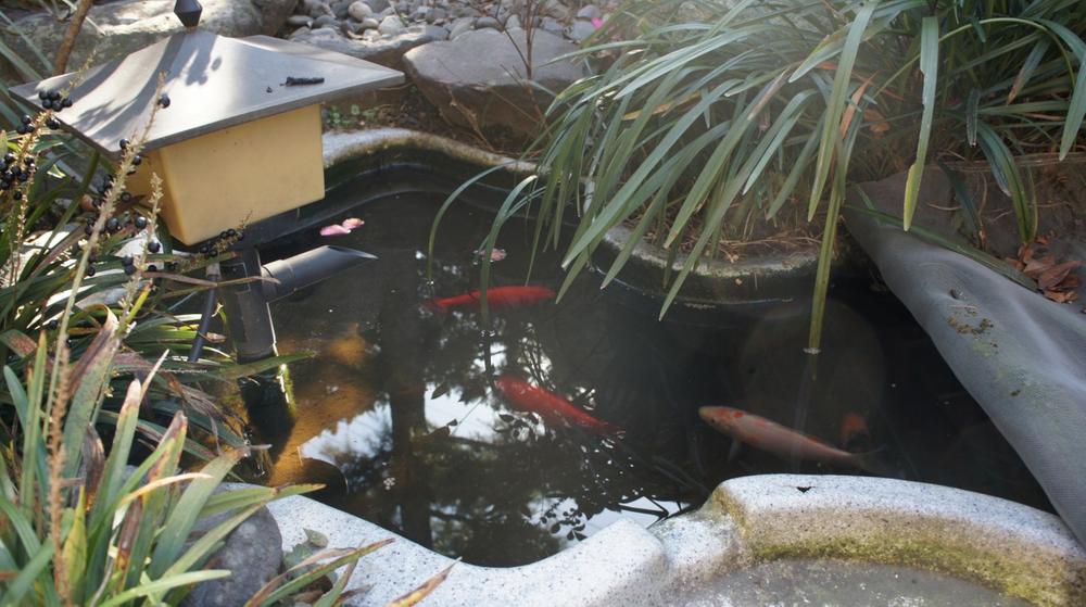 Garden. It changed even carp