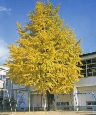 Primary school. Municipal Shojima 400m up to elementary school (elementary school)