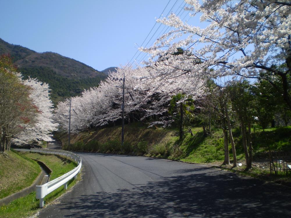 Streets around. Front road cherry blossoms in spring, Autumn you can enjoy a season of four seasons such as autumn leaves.