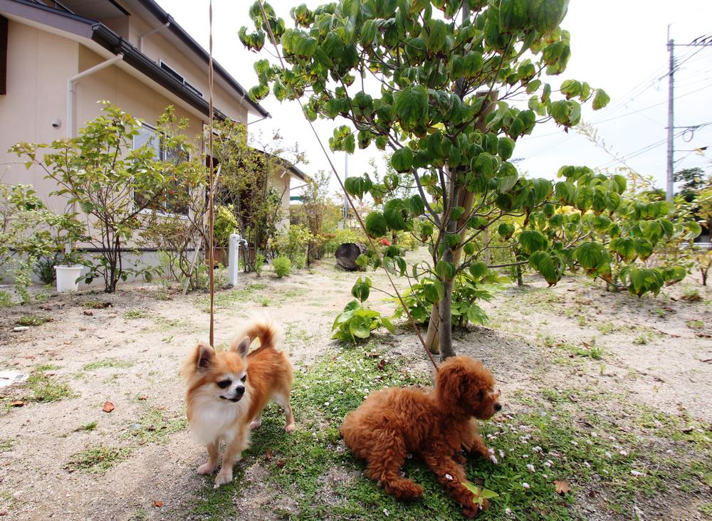 Garden. You can also pet walk if you can put the lead with Satoniwa.