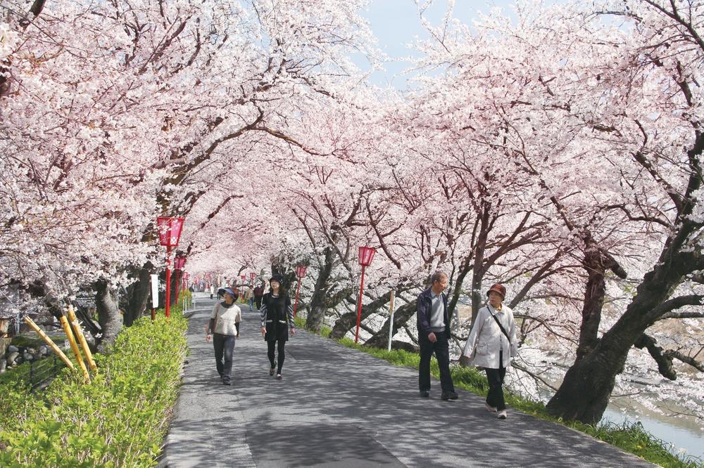 Streets around. About 19 minutes in the Yoshino cherry tree of Thousand bloom "Sai Tsutsumi" to 7200m vehicles. In Sai bank of Sunomata, Late March ~ In mid-April to early bloom over a period of about 1000 of the Yoshino cherry tree is 2km will be held "Sunomata Cherry Blossom Festival". 
