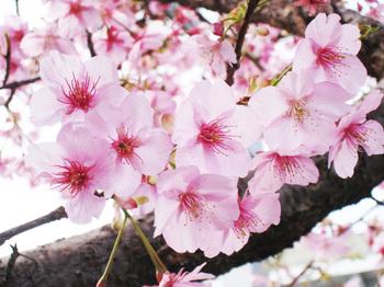 Other. Shikishima park walk about 8 minutes, You can enjoy a lot of cherry blossoms in spring