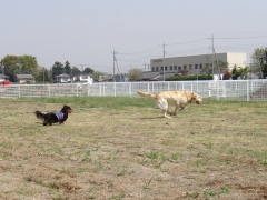 Other Equipment. Dog run