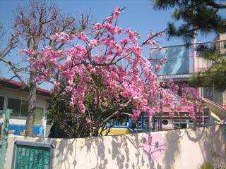 kindergarten ・ Nursery. 290m to the south kindergarten