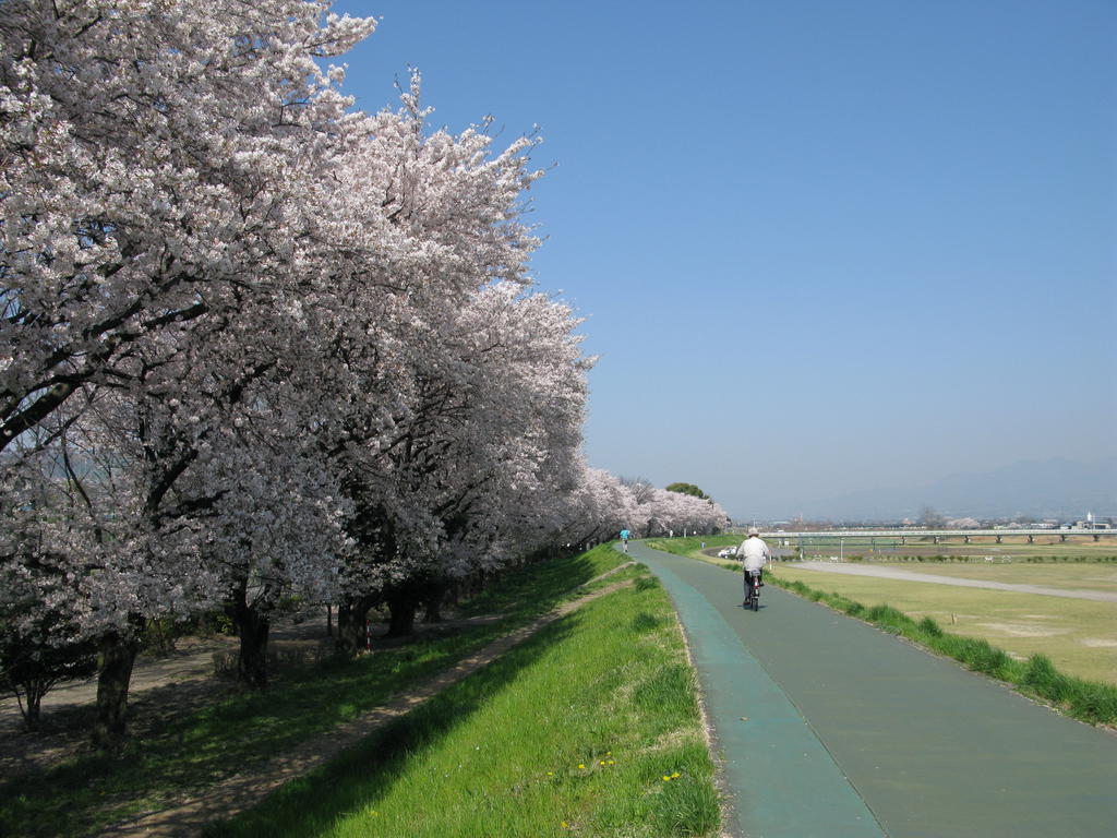 Other. Row of cherry blossom trees