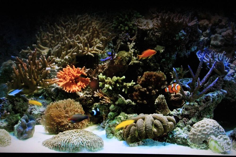 Other. Produce a healing space in a virtual aquarium