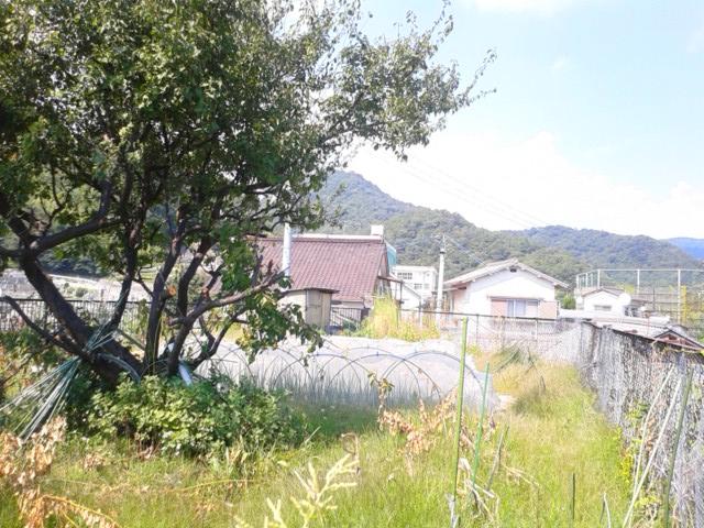 Local land photo. On the residential land (present situation groves and trees)
