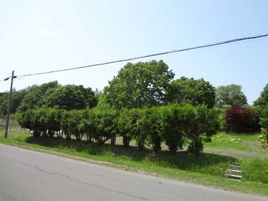Local land photo. Appearance 1