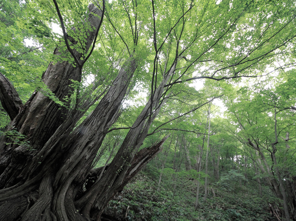 Surrounding environment. Maruyama primeval forest (about 780m / A 10-minute walk)