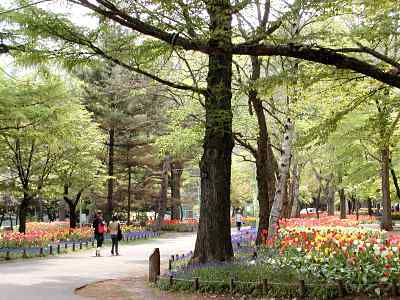 park. Maruyama Park 250m to the entrance (park)