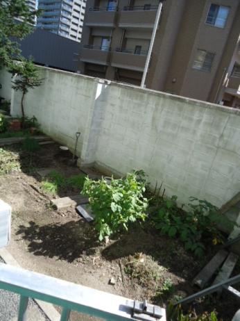 Garden. Private garden (1500 yen / Year) (September 2013) Shooting