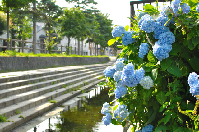 park. 524m until shin kotoni Yasuharu park (park)