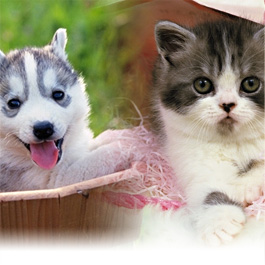 Other. dog ・ It changed the cat up to two animals each! It's actually a rare What it!