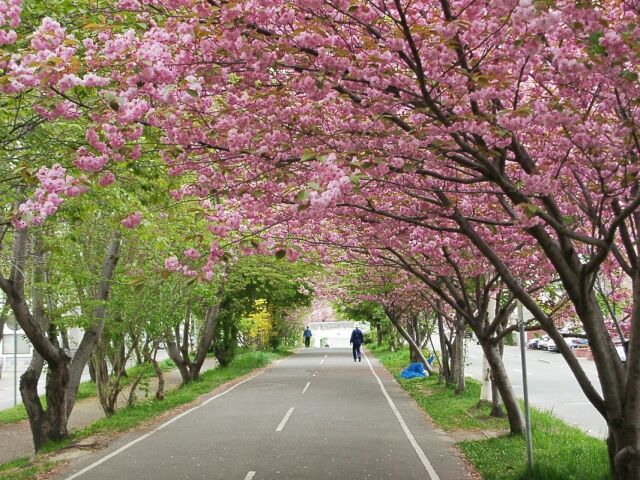 Other. Of cycling road cherry trees