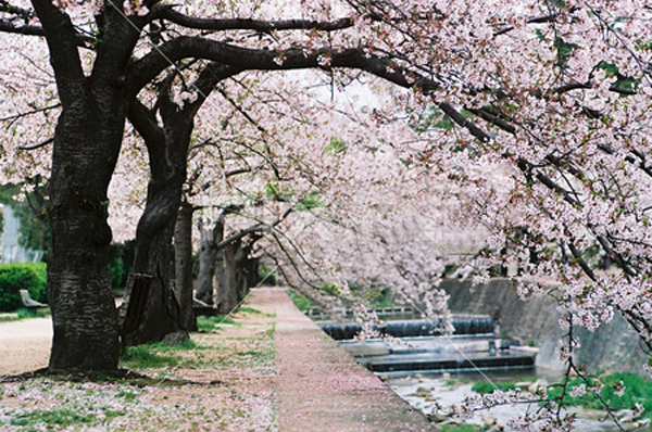 Go for a stroll feel free to Shukugawa riverbed green space (about 1.5km). Ideal for a holiday of refresh
