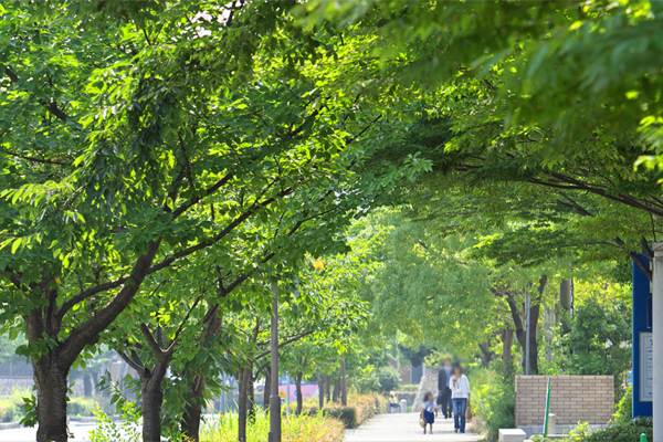 Surrounding environment. Rokko Island (West) tree-lined street (within about 100m)