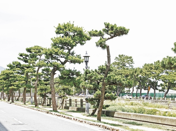Scenic Ashiyagawa coast. Japanese black pine feel the history if I look up, Or the flow ... pet and your walk in calm river, Landscape also seen or to walking, It has also been used as a living road