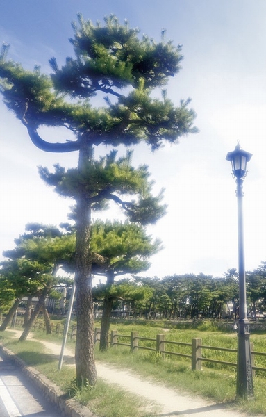 Respectable black pine and clear stream-Ashiyagawa, Nostalgic street lamp, Far beyond the beautiful scenery, such as the Rokko ... like a landscape painting will be the thing of the day-to-day