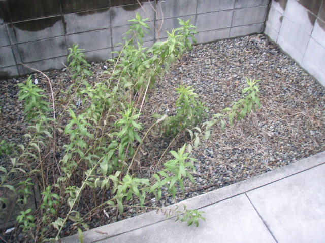 Balcony. It has become in the garden