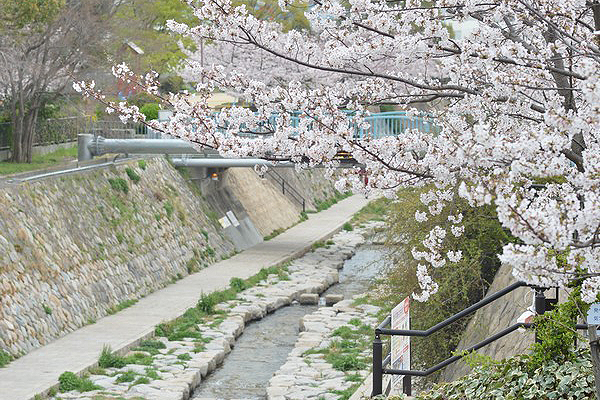 Surrounding environment. Spring can tunnel stunning Sakura. Is the spot to be healed heart, such as the figure of duck for bathing (Toga River Park / 7 min walk ・ About 525m)