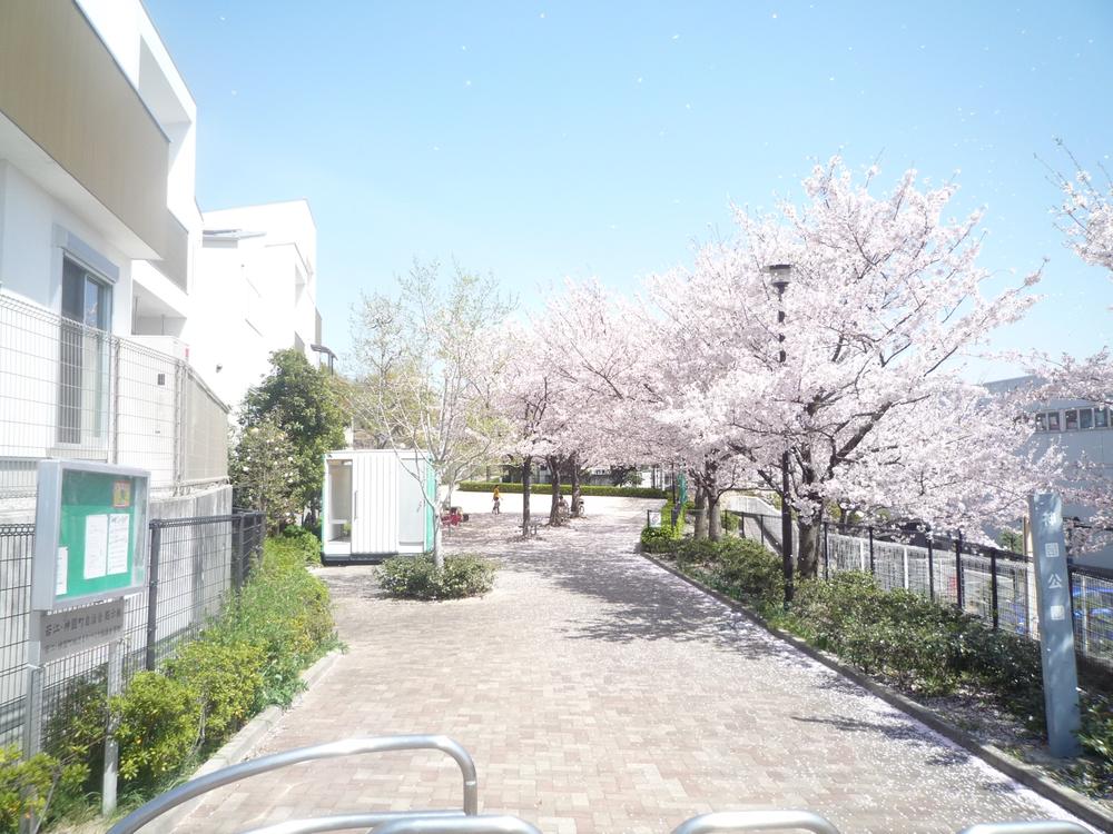 Local appearance photo. Cherry tree on the south side adjacent land park visible from the balcony (April 2013) Shooting