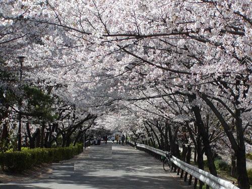Other. Shukugawa Oasis Road