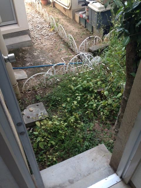 Garden. backyard
