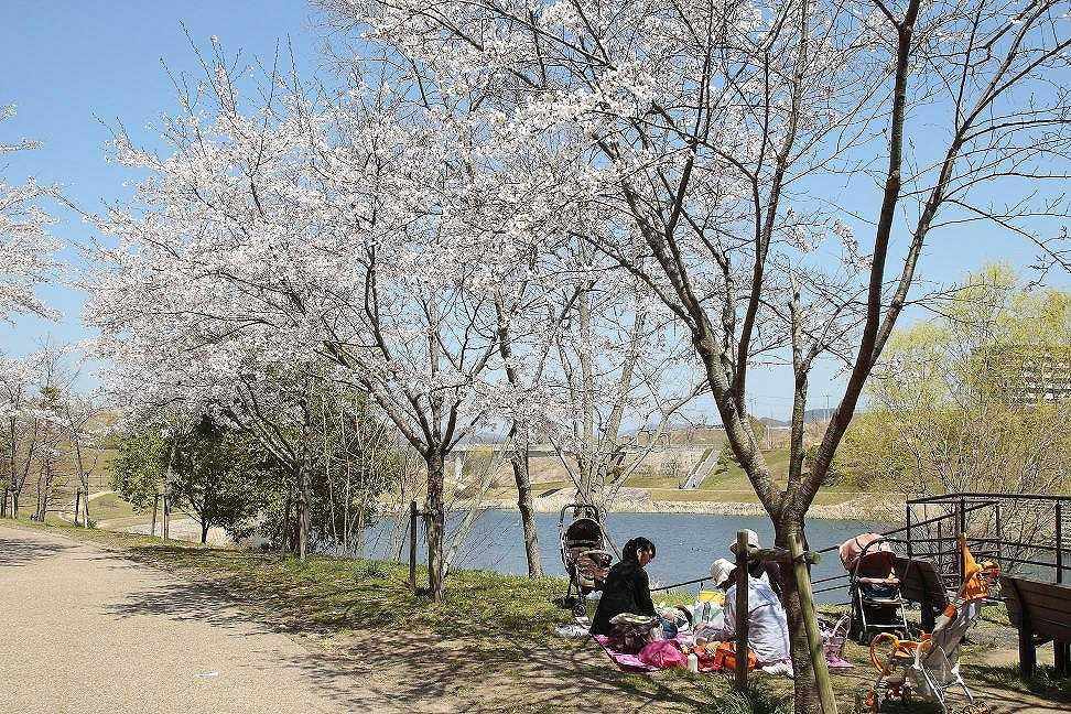 Other. Pinggu River green space of cherry trees is beautiful spring