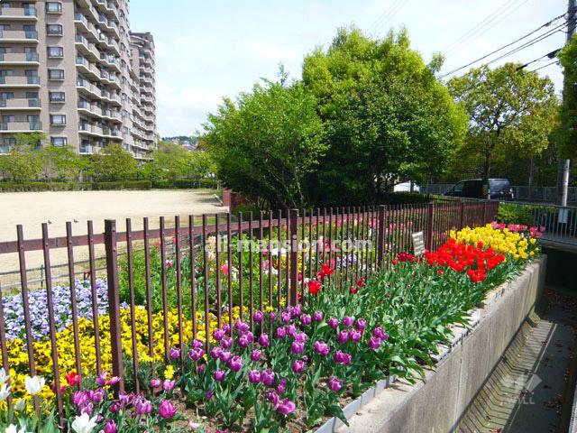 Other common areas. Flower beds of the adjacent park (has been carefully groomed)