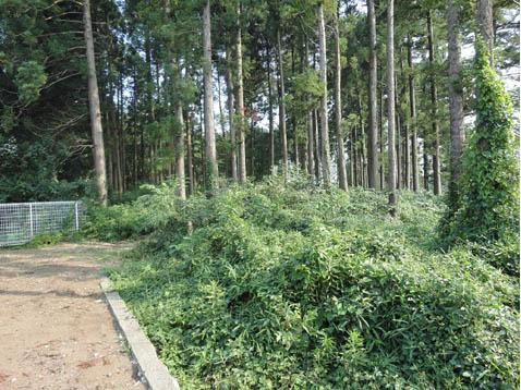 Local land photo