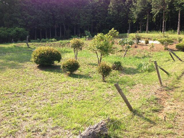 Local land photo