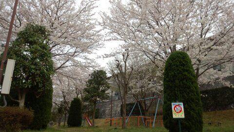 park. The park cherry tree is in full bloom in the 50m spring to provide park, It is adjacent to the subdivision. 